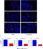 CD4 Antibody in Immunohistochemistry (IHC)