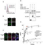 CD4 Antibody in Immunocytochemistry (ICC/IF)