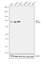 CD19 Antibody in Western Blot (WB)