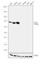 CD19 Antibody