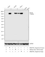 CD11b Antibody in Western Blot (WB)