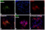 CD20 Antibody in Immunocytochemistry (ICC/IF)