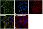 CD29 (Integrin beta 1) Antibody in Immunocytochemistry (ICC/IF)