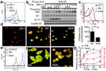 CD41a Antibody in Immunocytochemistry (ICC/IF)