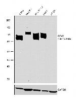 CD43 Antibody in Western Blot (WB)