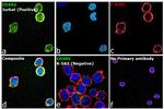 CD49d (Integrin alpha 4) Antibody