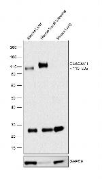 CD66a (CEACAM1) Antibody in Western Blot (WB)