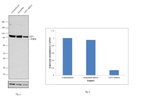 CD71 (Transferrin Receptor) Antibody in Western Blot (WB)