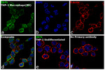 CD71 (Transferrin Receptor) Antibody