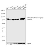 CD71 (Transferrin Receptor) Antibody in Western Blot (WB)