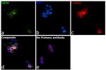 CD74 Antibody in Immunocytochemistry (ICC/IF)