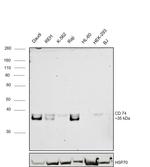 CD74 Antibody in Western Blot (WB)