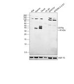 CD79a Antibody in Western Blot (WB)