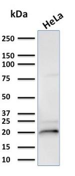 Crystallin Alpha B Antibody in Western Blot (WB)