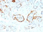 Crystallin Alpha B Antibody in Immunohistochemistry (Paraffin) (IHC (P))