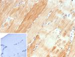 Crystallin Alpha B Antibody in Immunohistochemistry (Paraffin) (IHC (P))