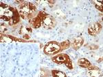 Crystallin Alpha B Antibody in Immunohistochemistry (Paraffin) (IHC (P))