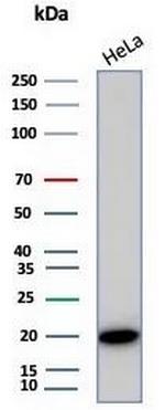 Crystallin Alpha B Antibody in Western Blot (WB)