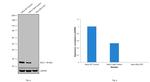 Bcl-2 Antibody in Western Blot (WB)