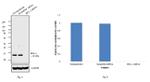 Bcl-2 Antibody in Western Blot (WB)