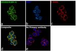 CD102 (ICAM-2) Antibody in Immunocytochemistry (ICC/IF)