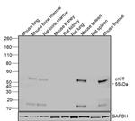 CD117 (c-Kit) Antibody in Western Blot (WB)