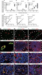 CD140b (PDGFRB) Antibody in Immunohistochemistry (IHC)