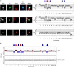 CD144 (VE-cadherin) Antibody in Immunohistochemistry (IHC)