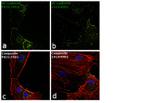 CD144 (VE-cadherin) Antibody