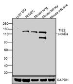 CD202b (TIE2) Antibody