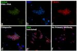 CD279 (PD-1) Antibody