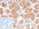 Granulocyte-Colony Stimulating Factor (G-CSF) Antibody in Immunohistochemistry (Paraffin) (IHC (P))