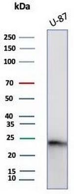 Granulocyte-Colony Stimulating Factor (G-CSF) Antibody in Western Blot (WB)