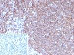 Granulocyte-Colony Stimulating Factor (G-CSF) Antibody in Immunohistochemistry (Paraffin) (IHC (P))