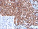 Granulocyte-Colony Stimulating Factor (G-CSF) Antibody in Immunohistochemistry (Paraffin) (IHC (P))