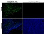 FOXP3 Antibody in Immunohistochemistry (Paraffin) (IHC (P))