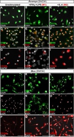 F4/80 Antibody in Immunocytochemistry (ICC/IF)