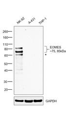 EOMES Antibody in Western Blot (WB)