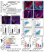 Podoplanin Antibody in Immunohistochemistry (IHC)