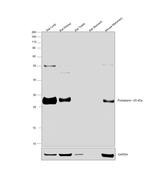 Podoplanin Antibody in Western Blot (WB)