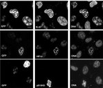 Ki-67 Antibody in Immunocytochemistry (ICC/IF)