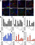 Ki-67 Antibody in Immunohistochemistry (IHC)