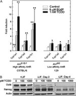 Nanog Antibody in Western Blot (WB)