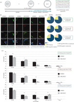 Nanog Antibody in Immunocytochemistry (ICC/IF)