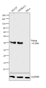 Nanog Antibody in Western Blot (WB)