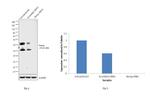 Nanog Antibody in Western Blot (WB)