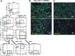 CD309 (FLK1) Antibody in Flow Cytometry (Flow)