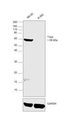 T-bet Antibody