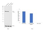 T-bet Antibody in Western Blot (WB)