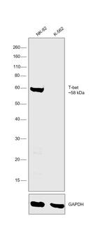 T-bet Antibody in Western Blot (WB)